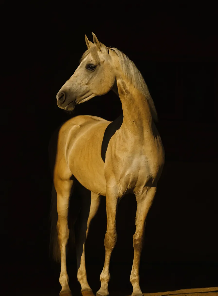 Grey Arabian horse in warm side light
